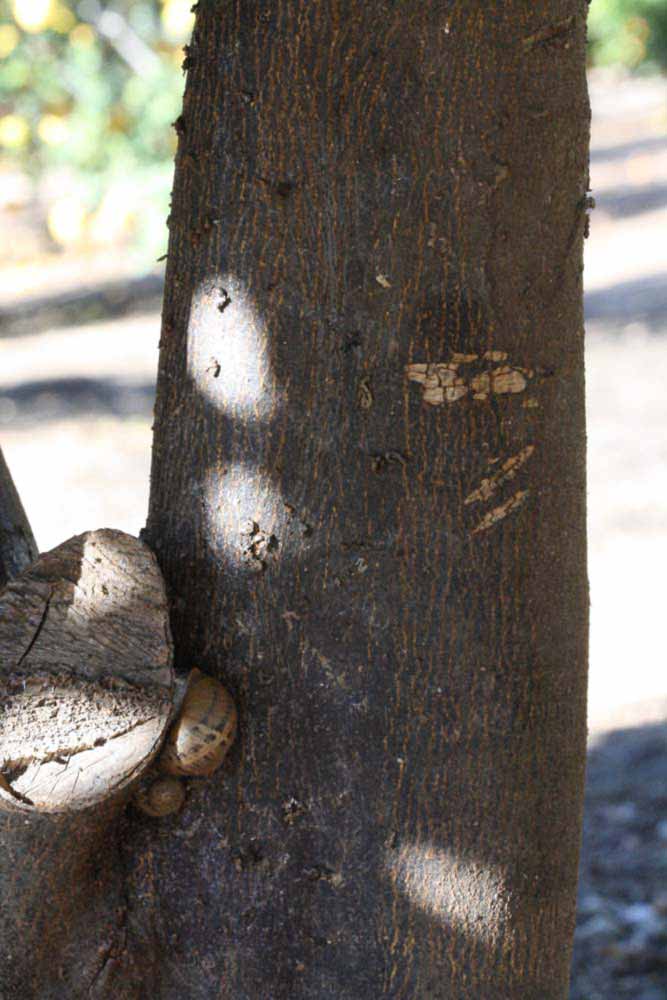              Bark (Sanguina Doblefina, Riverside, CA)       